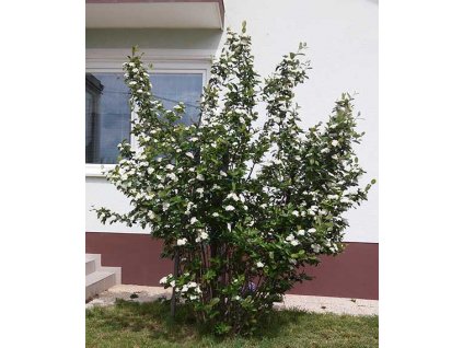 aronia cseje