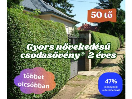 falmasszív Csodasövény2