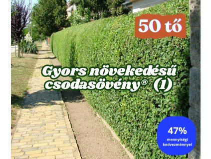 falmasszív Csodasövény® (1)
