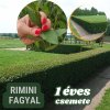 rimini fagyal 1 eves csemete