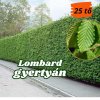 lombard gyertyam
