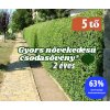 csodasövény 2 éves