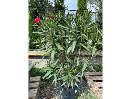 NERIUM OLEANDER 'ROJO' 25 L (OLEANDER OBYČAJNÝ)