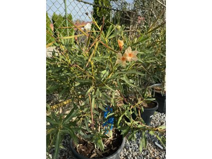 NERIUM OLEANDER 'AMARILLO' 35 L (OLEANDER OBYČAJNÝ)