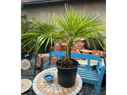 TRACHYCARPUS FORTUNEI (PALMA HIMALÁJSKA)