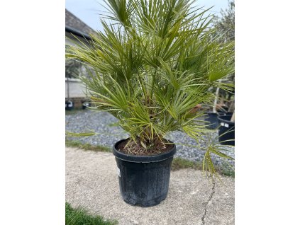 CHAMAEROPS HUMILIS 45 L(PALMA MEDITERÁNSKA)