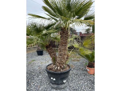 CHAMAEROPS HUMILIS GRUPO 180 CM TR (PALMA MEDITERÁNSKA)