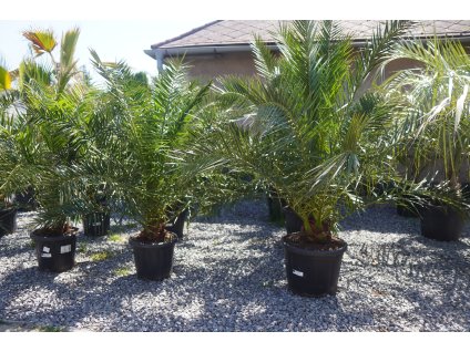 PHOENIX CANARIENSIS 25 L (ĎATLOVNÍK KANÁRSKY)
