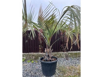 BUTIA CAPITATA 55 L (PALMA ŽELATÍNOVÁ)