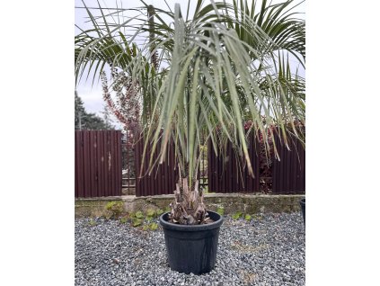 BUTIA CAPITATA 70 L (PALMA ŽELATÍNOVÁ)