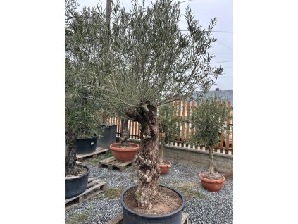 OLEA EUROPAEA BONSAI LOW POT 140lt (OLIVOVNÍK EURÓPSKY – BONSAI FORMA)
