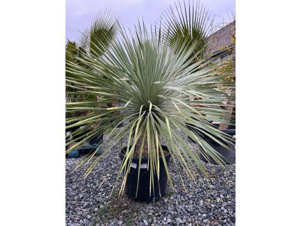 YUCCA ROSTRATA 45 L (JUKA MODRÁ)