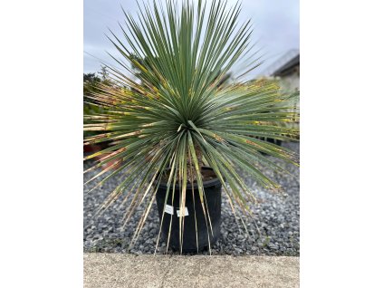 YUCCA ROSTRATA  – 25/35 L, 70–90 CM (JUKA MODRÁ)