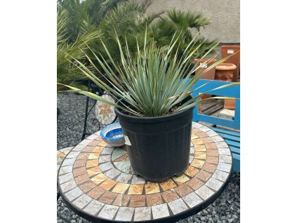 YUCCA ROSTRATA 10 L (JUKA ROSTRATA)
