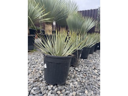YUCCA ROSTRATA 10 L (JUKA ROSTRATA)