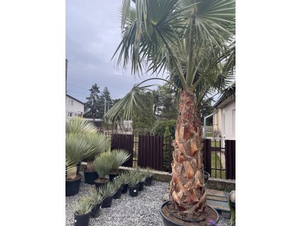 WASHINGTONIA ROBUSTA 130 cm (PALMA WASHINGTONIA ROBUSTA)