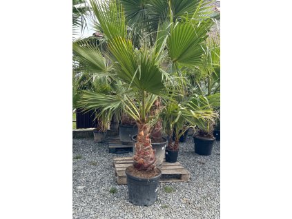 robusta55lt
