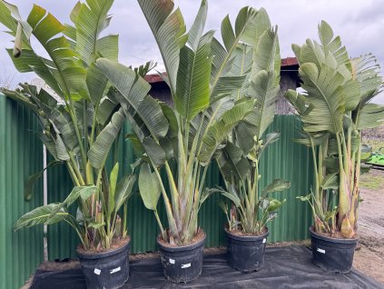 STRELITZIA AUGUSTA 45 L GRUPO (STRELICIA BIELA)