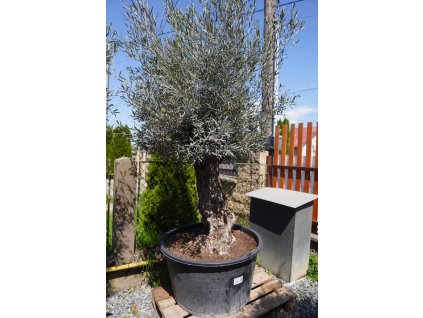 OLEA EUROPAEA BONSAI 80/10 CM 285 L (OLIVOVNÍK EURÓPSKY)