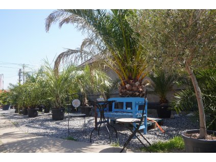 PHOENIX CANARIENSIS 160 L (ĎATLOVNÍK KANÁRSKY)
