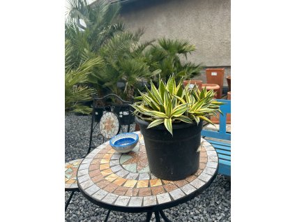 AGAVE AMERICANA 'MARGINATA' (AGÁVE PESTRÁ)