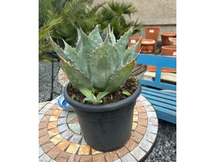 AGAVE PARRYI (AGÁVE PARRYHO)