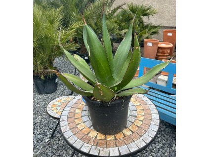 AGAVE SALMIANA (AGÁVE SALMIANOVA)