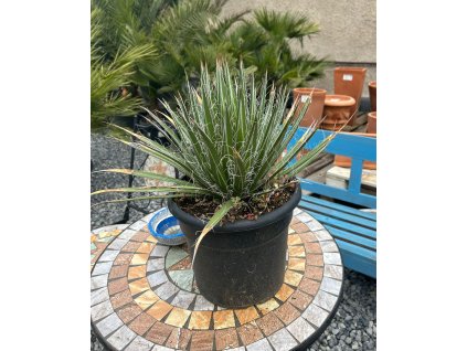 AGAVE FILIFERA (AGÁVE VLÁKNITÁ)