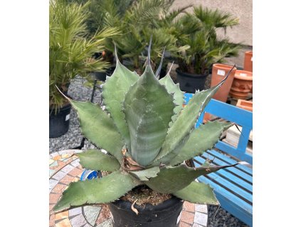 MANGAVE 'MACHO MOCHA' (MANGÁVE MACHO MOCHA)