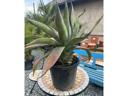 MANGAVE 'MISSION TO MARS' (MANGÁVE MARS)