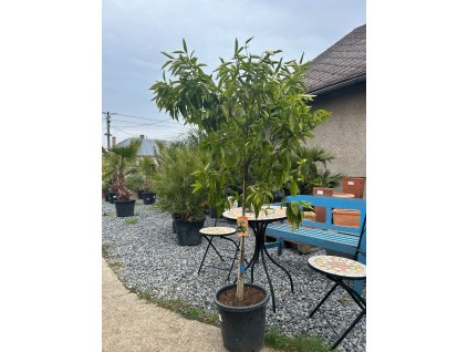 CITRUS RETICULATA (MANDARÍNKA)