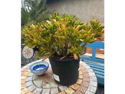CRASSULA OVATA 'GOLLUM' (TLSTICA 'GOLLUM')