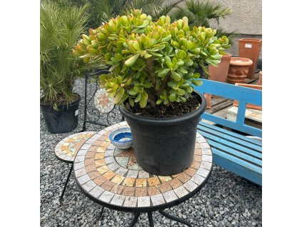 WhatsApp Image 2025 10 26 at 10.04.14 (1)