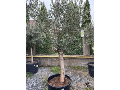 OLEA EUROPAEA (OLIVOVNÍK EURÓPSKY – INTENSIVO 20/30 CM)