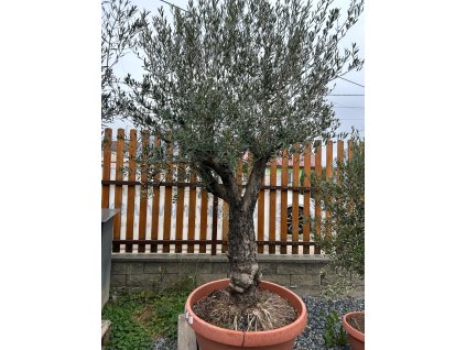 OLEA EUROPAEA RAMIFICADO 40/60 BOWL T90 (OLIVOVNÍK EURÓPSKY)