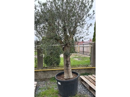 OLEA EUROPAEA PIEL JOVEN 40/50 CM, 110/130 L (OLIVOVNÍK EURÓPSKY)