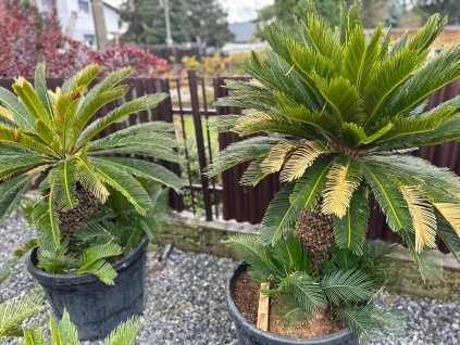 CYCAS REVOLUTA 60/80 CM (CYKAS JAPONSKÝ)