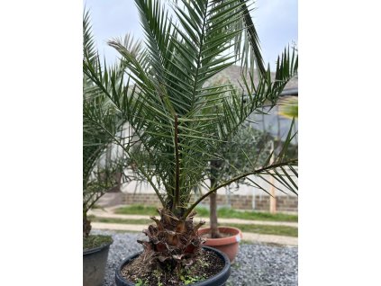PHOENIX CANARIENSIS 70 L (ĎATLOVNÍK KANÁRSKY)