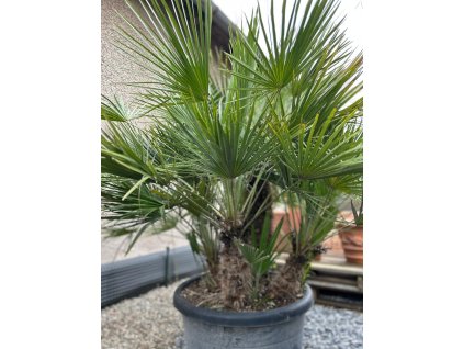 CHAMAEROPS HUMILIS GRUPO 130 CM TR (PALMA MEDITERÁNSKA)