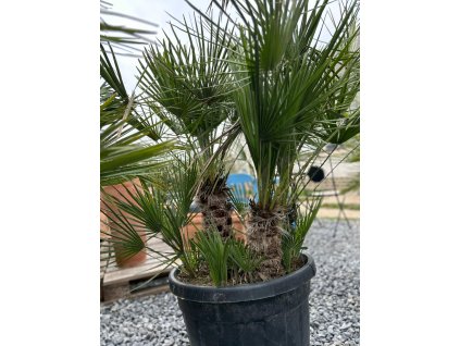CHAMAEROPS HUMILIS GRUPO 80 CM TR (PALMA MEDITERÁNSKA)
