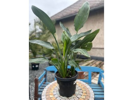 STRELITZIA REGINAE 18 L (STRELÍCIA KRÁĽOVSKÁ)
