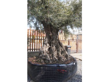 OLEA EUROPAEA 250/300