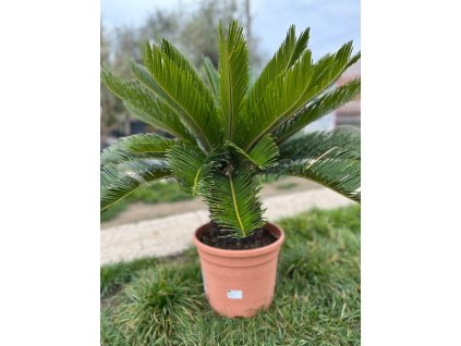 CYCAS REVOLUTA M30 (CYKAS JAPONSKÝ)