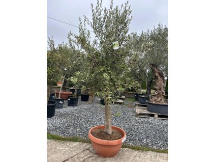 OLEA EUROPAEA (OLIVOVNÍK EURÓPSKY) BOWL T50