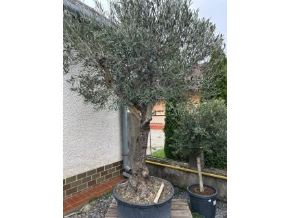 OLEA EUROPAEA 'HOJIBLANCA' LOW POT (OLIVOVNÍK EURÓPSKY)