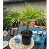 TRACHYCARPUS FORTUNEI (PALMA HIMALÁJSKA)