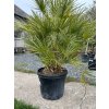 CHAMAEROPS HUMILIS 45 L(PALMA MEDITERÁNSKA)