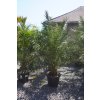 PHOENIX CANARIENSIS 25 L (ĎATLOVNÍK KANÁRSKY)