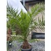 PHOENIX CANARIENSIS 25 L (ĎATLOVNÍK KANÁRSKY)