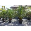 PHOENIX CANARIENSIS 25 L (ĎATLOVNÍK KANÁRSKY)